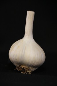 Hideaway Homestead - Music Hardneck garlic bulb